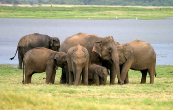 WILDLIFE